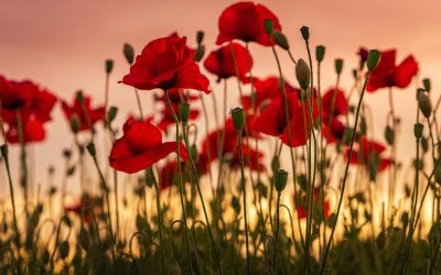 Remembrance Sunday