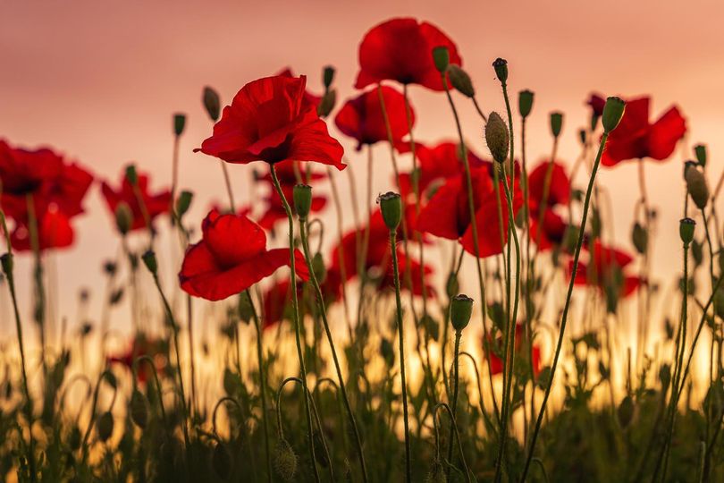 Remembrance Sunday